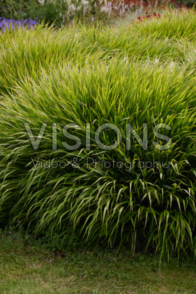 Hakonechloa macra Hakonechloa macra