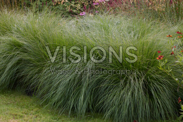 Pennisetum alopecuroides Gelbstiel Pennisetum alopecuroides Gelbstiel