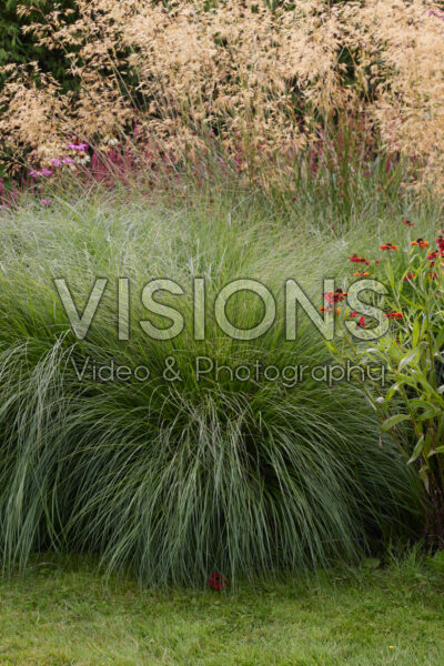 Pennisetum alopecuroides Gelbstiel Pennisetum alopecuroides Gelbstiel