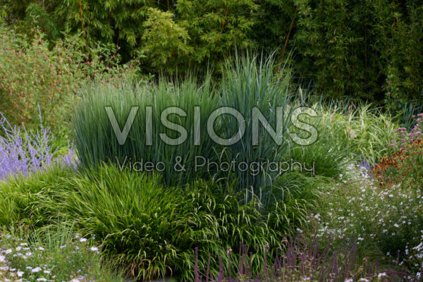 Panicum virgatum Northwind Panicum virgatum Northwind