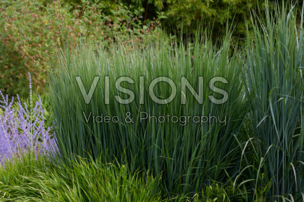 Panicum virgatum Northwind Panicum virgatum Northwind