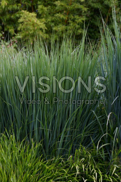 Panicum virgatum Northwind Panicum virgatum Northwind