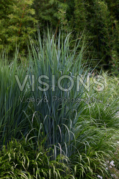 Panicum virgatum Northwind Panicum virgatum Northwind