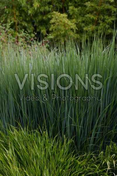 Panicum virgatum Northwind Panicum virgatum Northwind