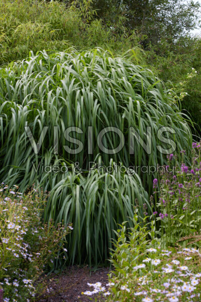 Miscanthus sinensis Memory Miscanthus sinensis Memory