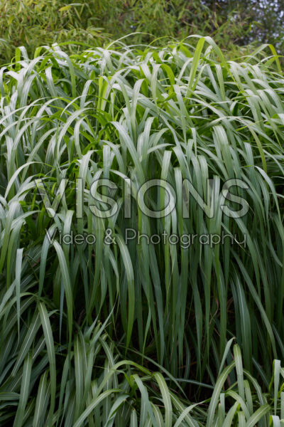 Miscanthus sinensis Memory Miscanthus sinensis Memory