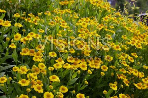 Helenium Tijuana Messing Helenium Tijuana Messing
