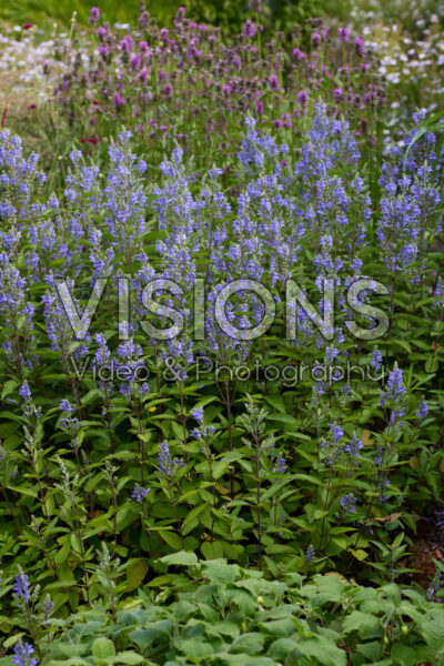 Scutellaria incana Scutellaria incana