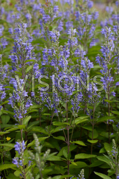 Scutellaria incana Scutellaria incana