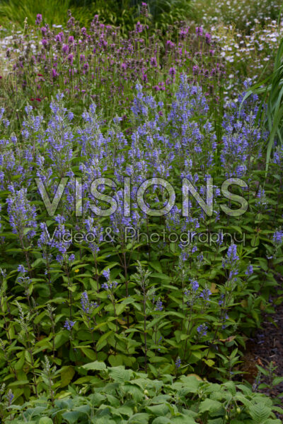Scutellaria incana Scutellaria incana