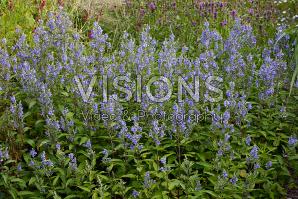 Scutellaria incana Scutellaria incana