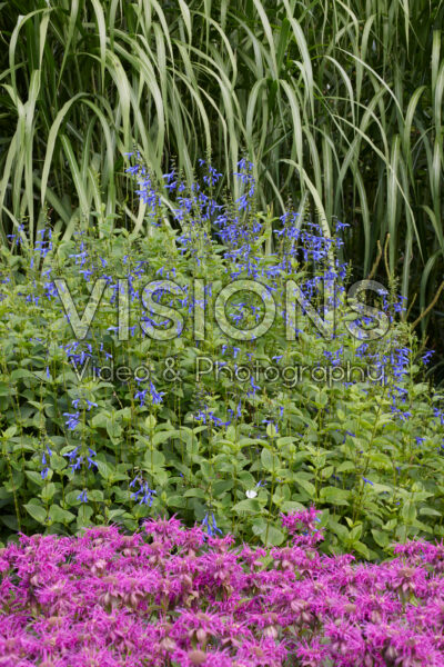 Salvia guaranitica Blue Enigma Salvia guaranitica Blue Enigma