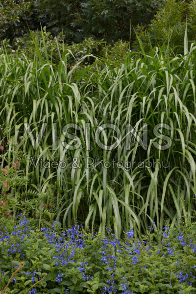 Miscanthus x giganteus, Salvia guaranitica Blue Enigma Miscanthus x giganteus, Salvia guaranitica Blue Enigma