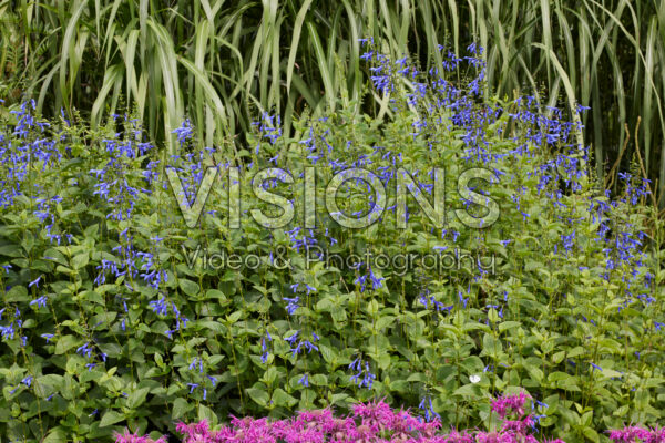 Salvia guaranitica Blue Enigma Salvia guaranitica Blue Enigma