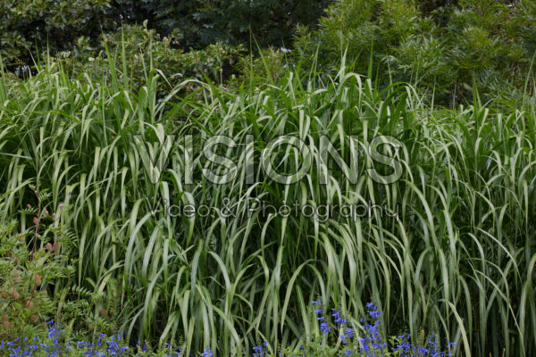 Miscanthus x giganteus Miscanthus x giganteus