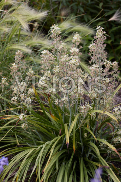 Anticlea elegans subsp. glaucus Anticlea elegans subsp. glaucus