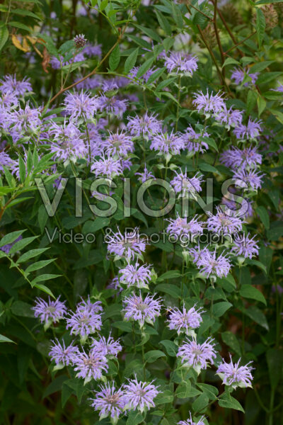 Monarda fistulosa Monarda fistulosa