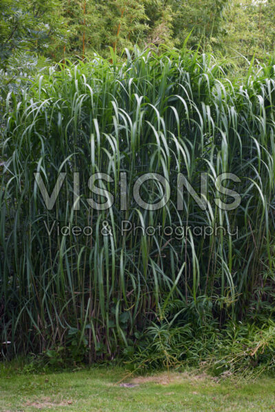 Miscanthus x giganteus Miscanthus x giganteus