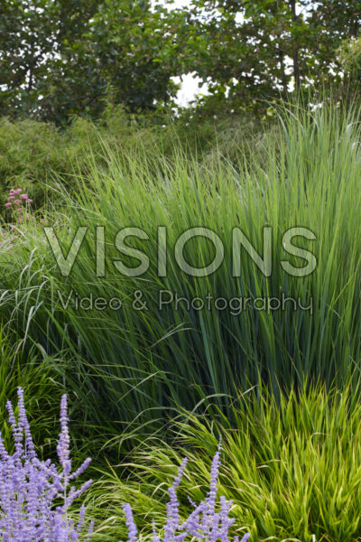 Panicum virgatum Northwind Panicum virgatum Northwind