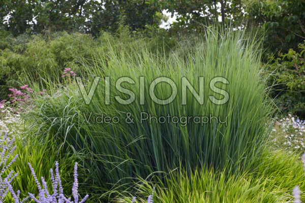 Panicum virgatum Northwind Panicum virgatum Northwind