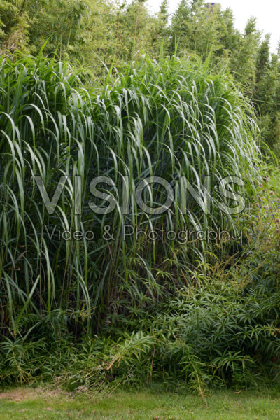 Miscanthus x giganteus Miscanthus x giganteus