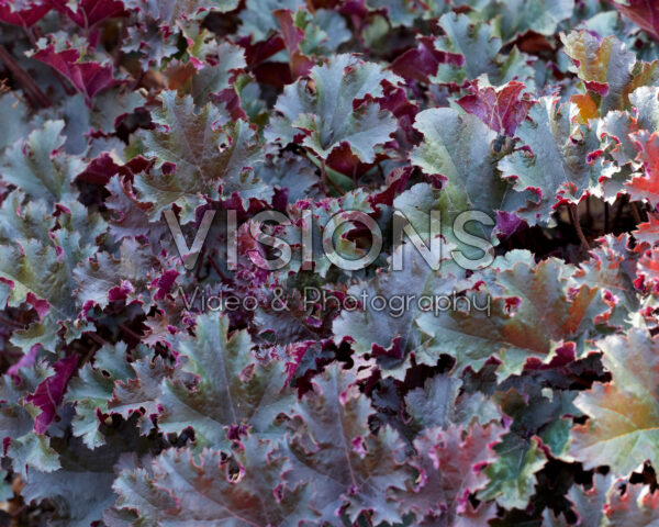 Heuchera Purple Petticoats Heuchera Purple Petticoats