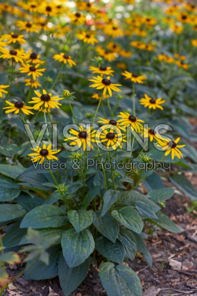 Rudbeckia fulgida