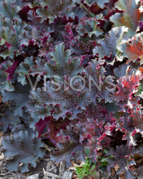 Heuchera Purple Petticoats Heuchera Purple Petticoats