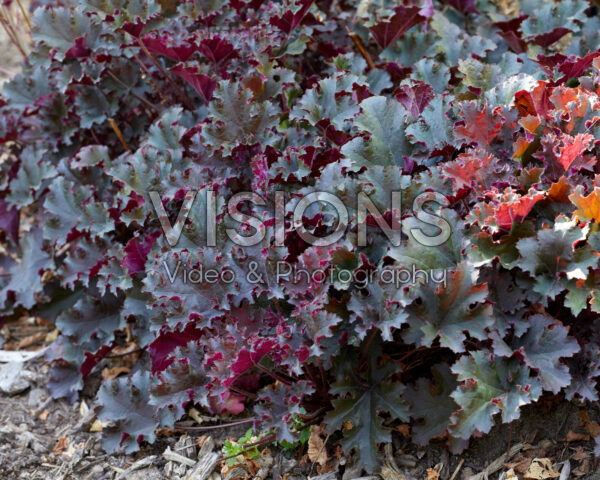 Heuchera Purple Petticoats Heuchera Purple Petticoats