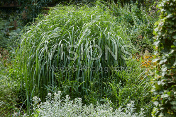 Miscanthus sinensis Saturnia Miscanthus sinensis Saturnia
