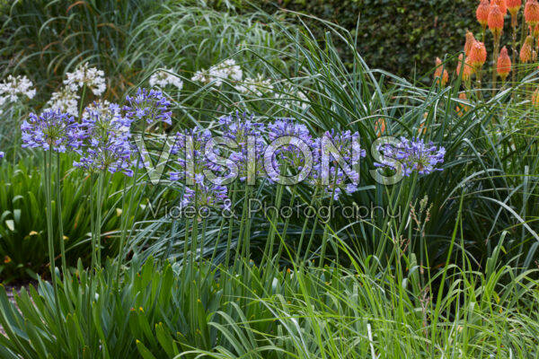 Agapanthus Sunfield