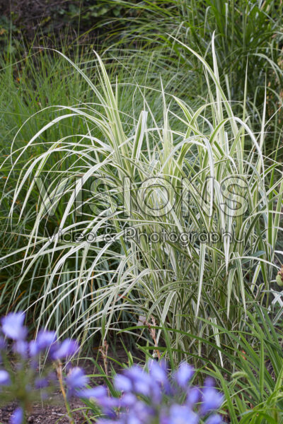 Miscanthus sinensis Rigoletto