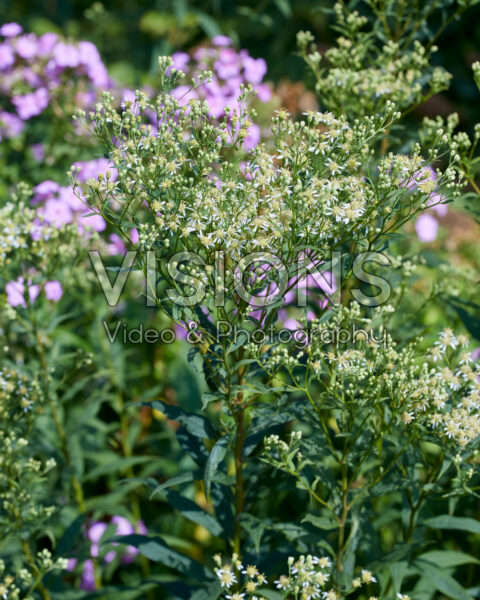 Aster umbellatus Weisser Schirm Aster umbellatus Weisser Schirm
