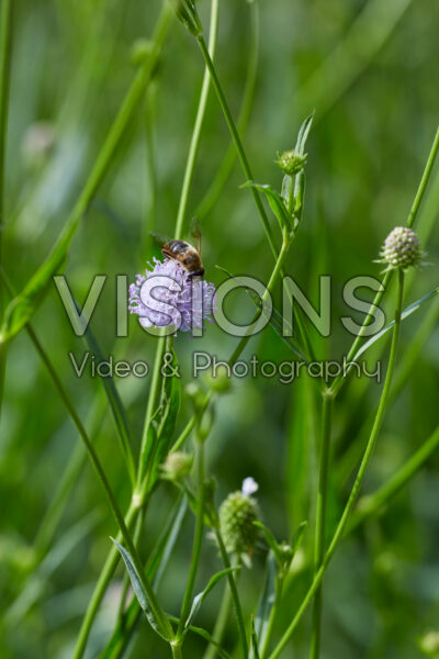 Succisella inflexa Frosted Pearls Succisella inflexa Frosted Pearls