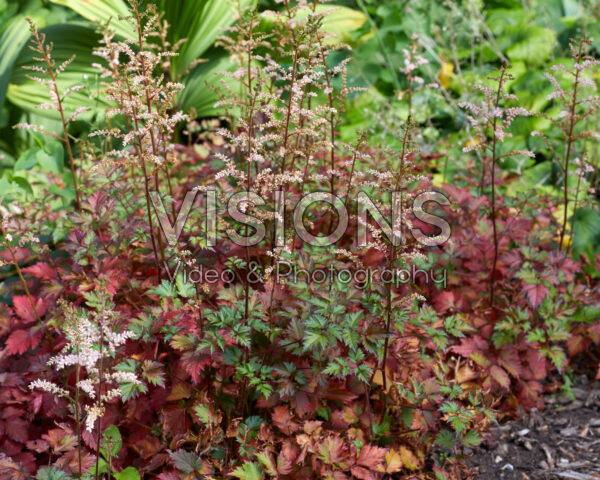 Astilbe Color Flash Lime Astilbe Color Flash Lime