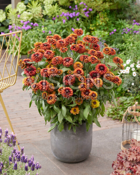 Rudbeckia Enchanted Velvet Flame