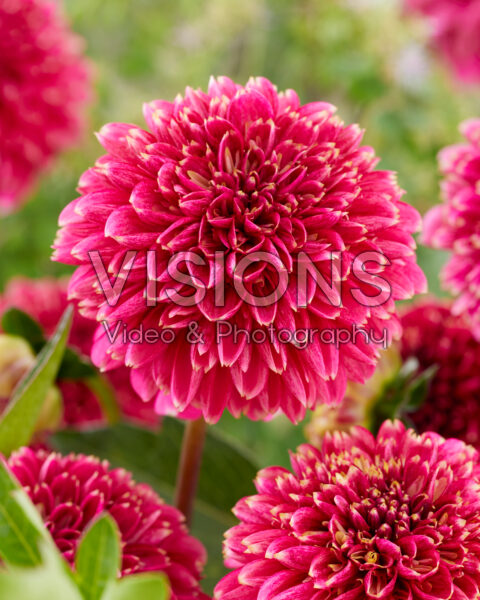 Dahlia Alyshia Dahlia Alyshia