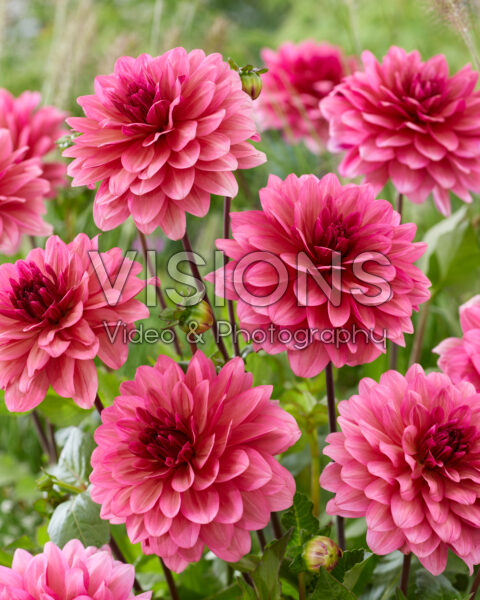 Dahlia pink