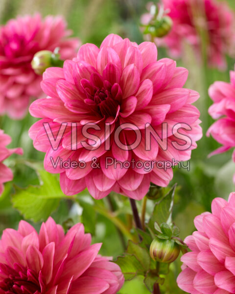 Dahlia pink