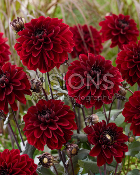 Dahlia red