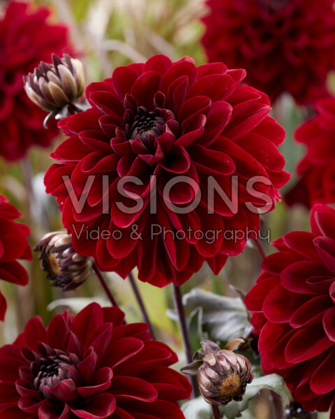 Dahlia red