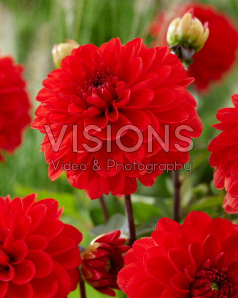 Dahlia red