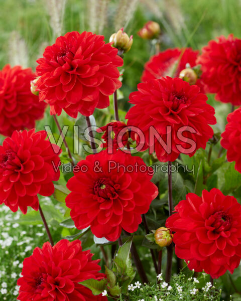 Dahlia red