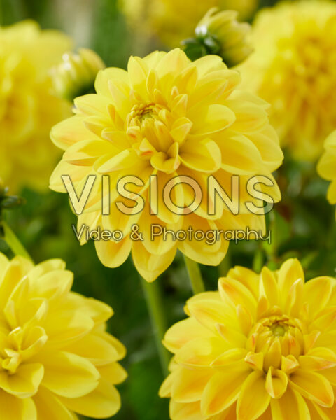 Dahlia yellow