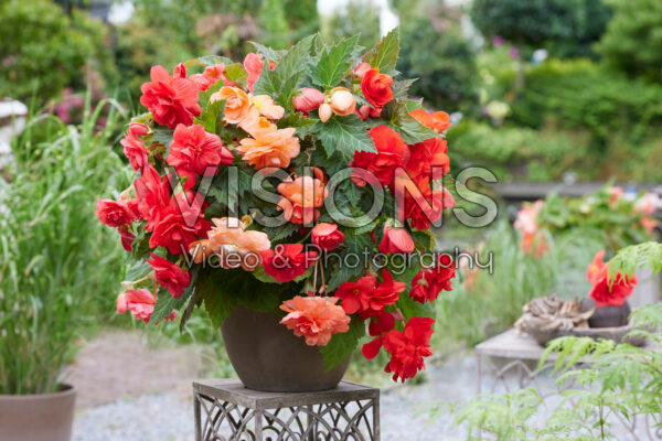 Begonia Cascade Mix red, pink and salmon