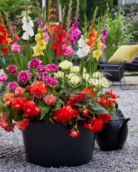 Kleurrijke zomerbloemen combination