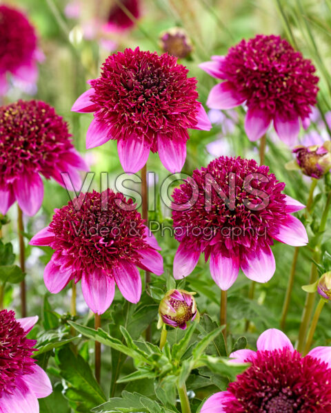 Dahlia Missis Abigail