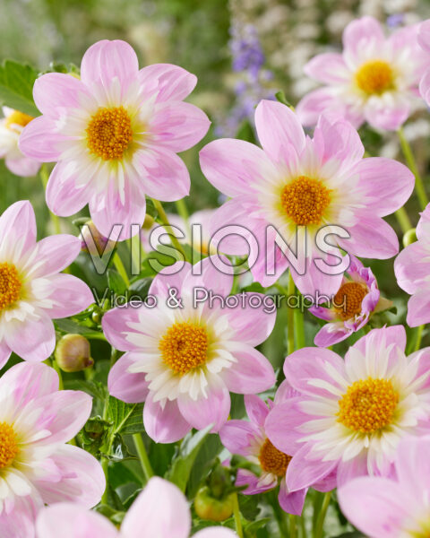 Dahlia Teesbrooke Audrey Dahlia Teesbrooke Audrey