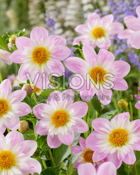 Dahlia Teesbrooke Audrey Dahlia Teesbrooke Audrey