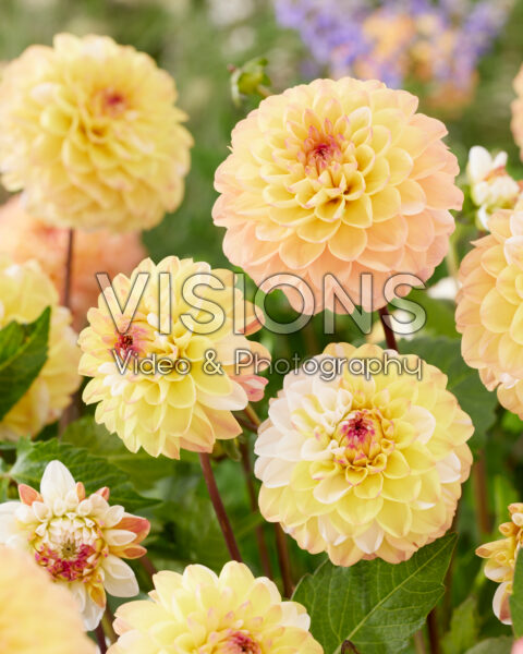 Dahlia Double Jill